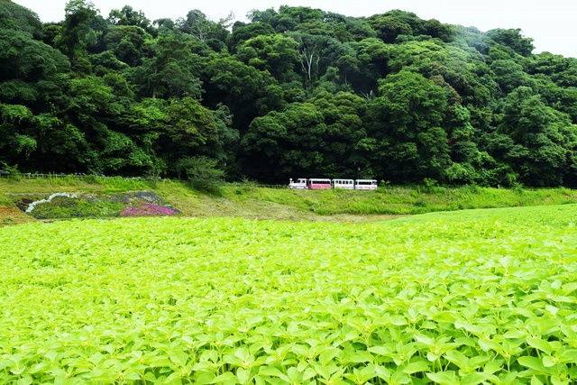Kurihama Flower Park Sunflower Field Opening