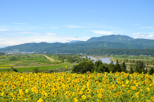 [Flowers - Best Viewing] Sunflowers at Nanohana Park