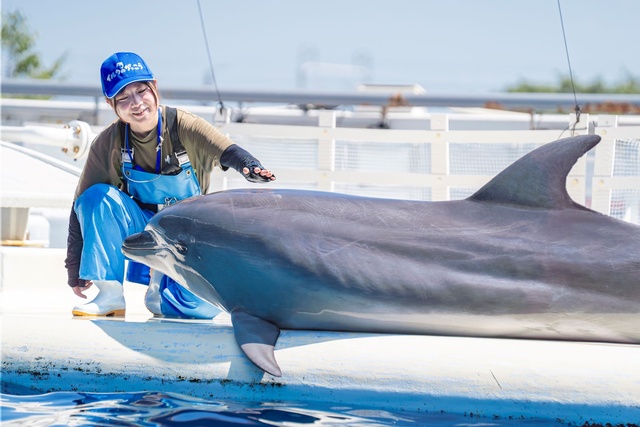 "Dolphin School" Ver.2