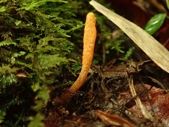 Summer Vacation Free Research Project "Discover and Observe! Winter Insect and Summer Grass"