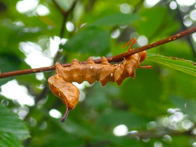 Summer Vacation Independent Research Support Project "Nasu Heisei no Mori Nature Survey - Caterpillar Edition -"