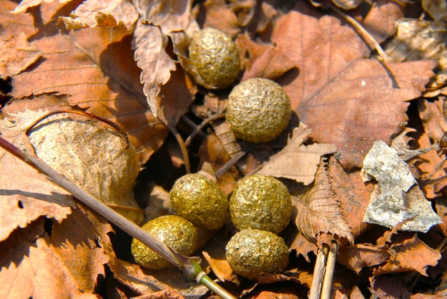 Summer Vacation Free Research Support Project "Uncovering the Secrets of Poop! Poop Program"