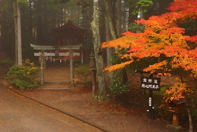 [Autumn Leaves - Best Viewing] Hosshinmon Oji