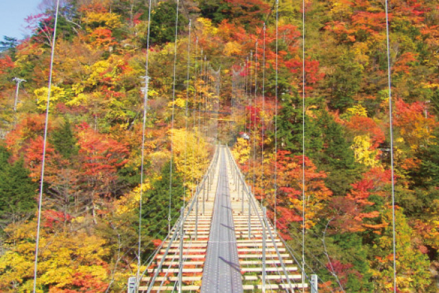 【紅葉・見ごろ】畑薙大吊橋