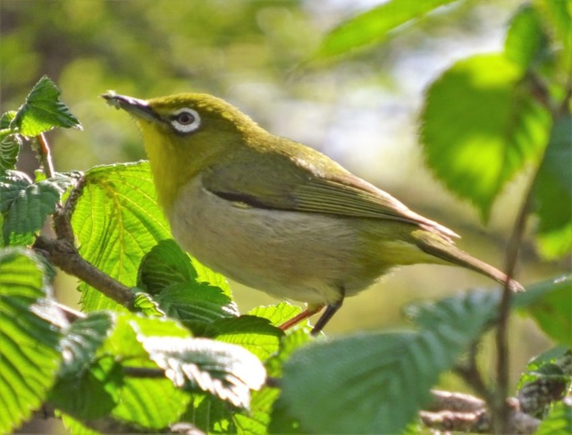 Beginner's Bird Watching Event: Enjoy the Chorus of Birds! 4th Edition