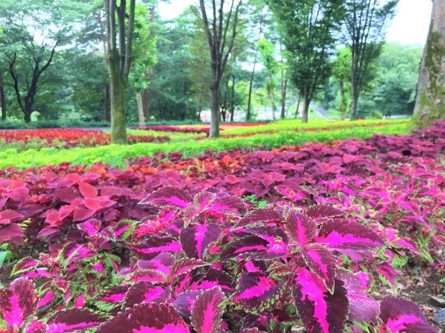 [Flowers in Bloom] National Musashi Kyuryo National Government Park Coleus