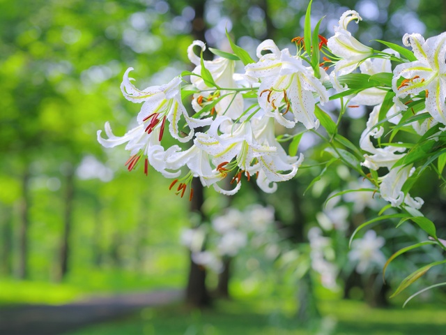 [Flowers, Best Viewing] National Musashikuyou Forest Park - Yomiyuri