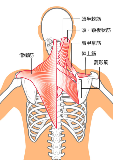Yuzu no Ki Body Care Class: Scapula (August)
