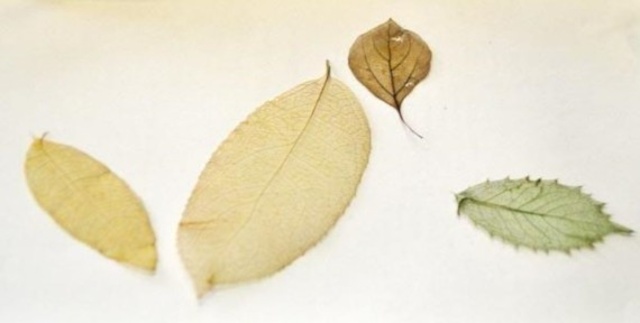 科学教室「自然の芸術～葉脈標本を作ろう～」