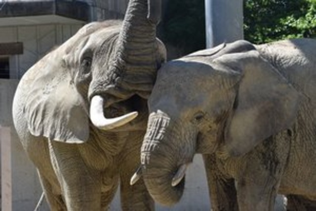 World Elephant Day