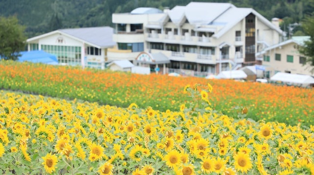 Ho-no-Ki Daira Sky Sunflower Garden