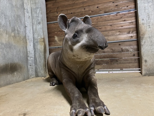 South American Tapir 'Rin' Birthday Event: Snack Giving & Cleaning Experience
