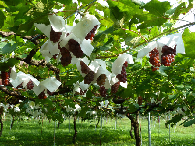 Sunshine Ranch Fruit Orchard Grape Picking
