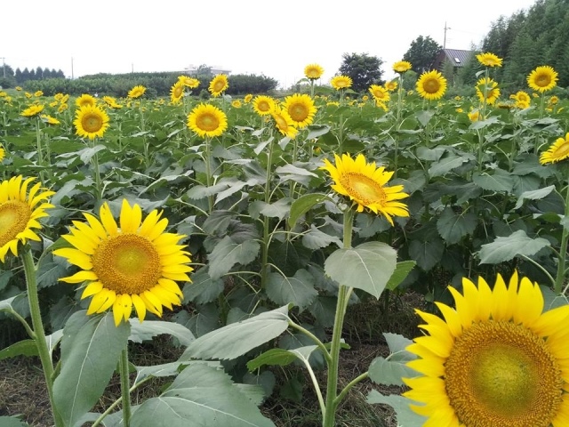 【花・見ごろ】所沢ひまわり畑2025