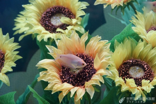Themed Tank 'Underwater Sunflower Field'