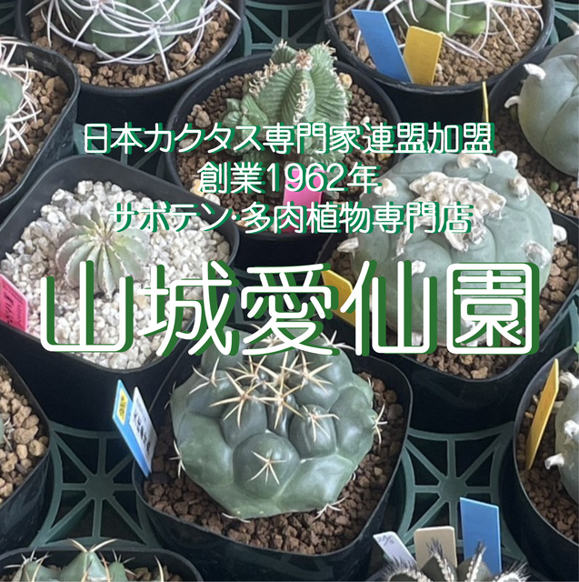 サボテンの“聖地”山城愛仙園が淡路島に！
