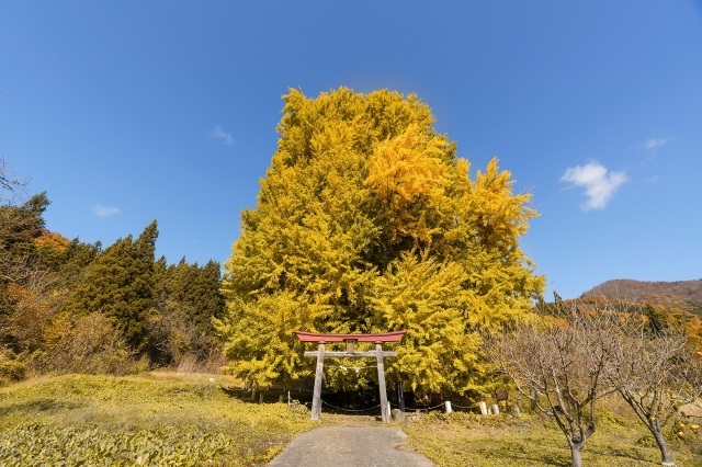 【紅葉・見ごろ】神戸の大イチョウ
