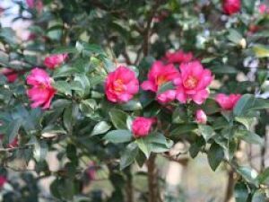 【花・見ごろ】越前町立福井総合植物園 プラントピア サザンカ
