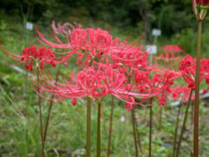 [Flowers in Bloom] Echizen Town Fukui Comprehensive Botanical Garden Plantopia Higanbana