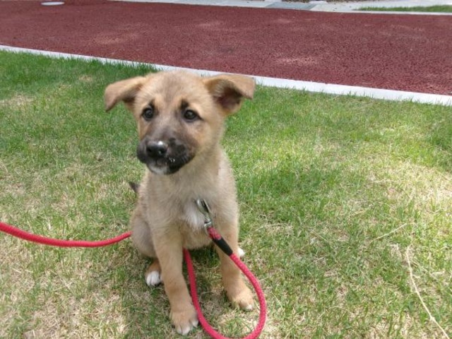 Hiroshima Prefectural Animal Protection Center Dog Adoption Event (September)
