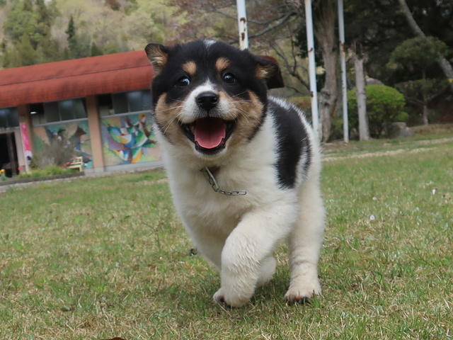 Hiroshima Prefectural Animal Welfare Center Dog Adoption Pre-training (September)