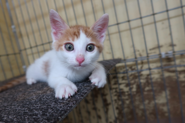 Hiroshima Prefectural Animal Welfare Center Cat Adoption Pre-Session (September)