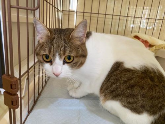 Hiroshima Prefectural Animal Protection Center Cat Interaction Experience (September)