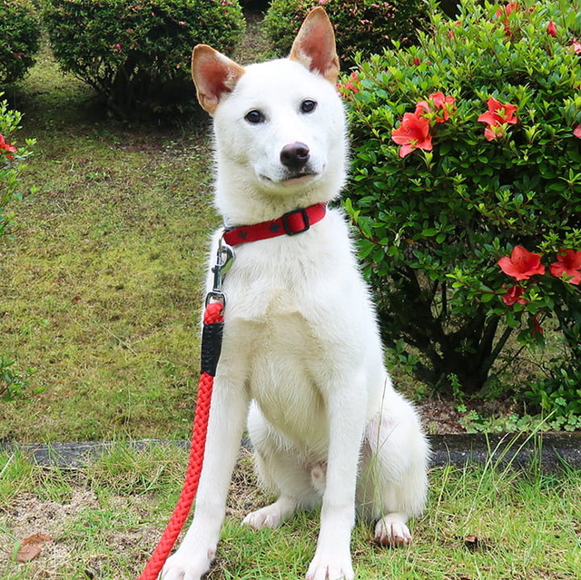 Hiroshima Prefectural Animal Protection Center Puppy & Junior Dog Raising Consultation Meeting (September)
