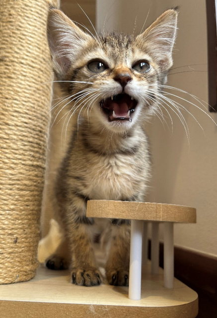 Hiroshima Animal Protection Center Pet Disaster Prevention Seminar (September)
