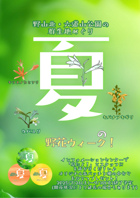 夏の野花ウィーク！～野山北・六道山公園の群生地めぐり