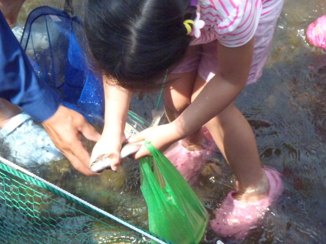 Ayu Catching