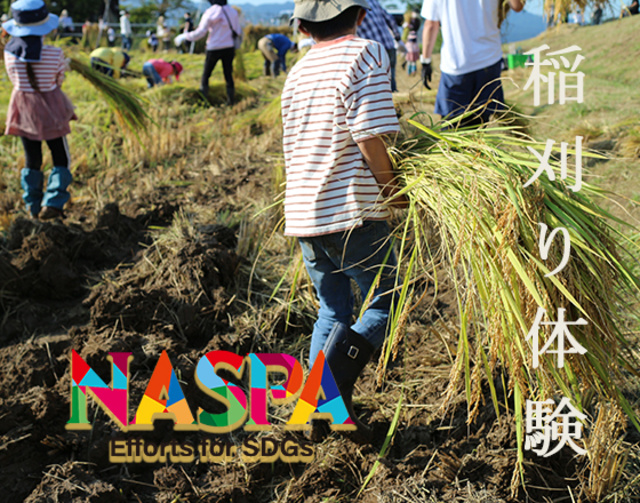 令和7年度 南魚沼産コシヒカリ稲刈り体験