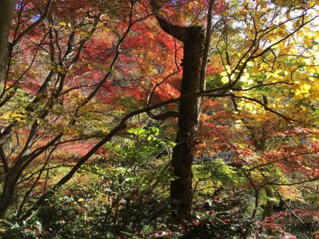 【紅葉・見ごろ】奥久慈男体山・湯沢峡