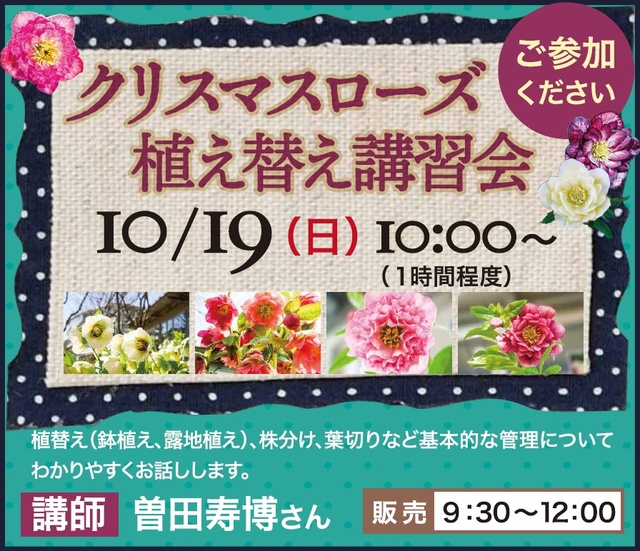 クリスマスローズ　植え替え講習会
