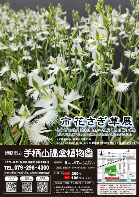 姫路市立手柄山温室植物園　市花さぎ草展