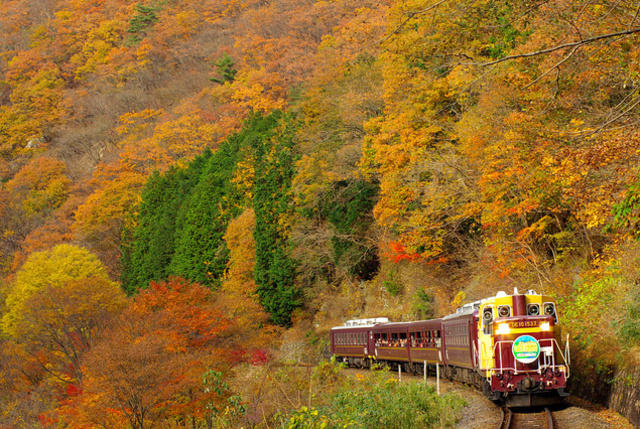 紅葉!わたらせ渓谷鐵道「トロッコわたらせ渓谷号」全区間乗車!渡良瀬川と紅葉の競演!高津戸峡遊歩道散策