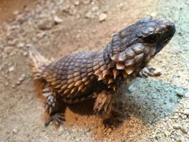 飼育係とおはなしサタデー ～は虫類についてのお話～
