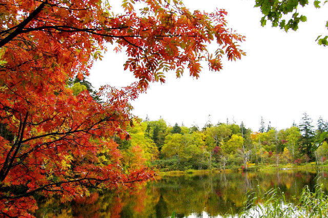 【紅葉・見ごろ】松山湿原
