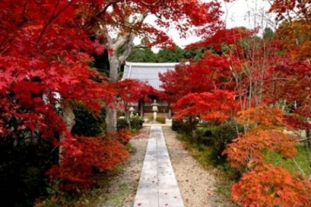 【紅葉・見ごろ】観音寺