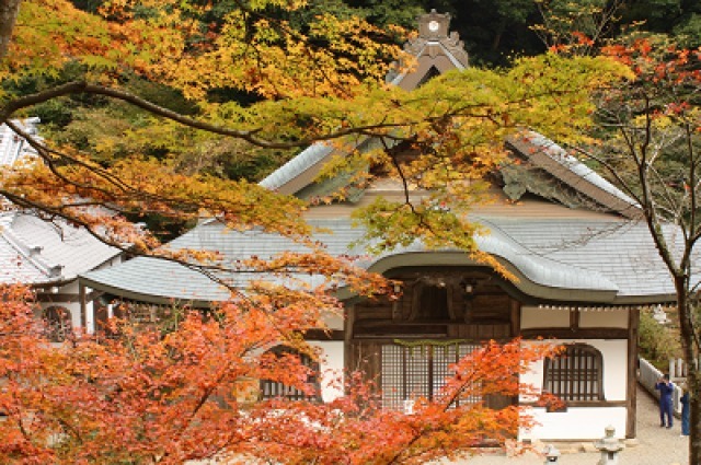 【紅葉・見ごろ】新大仏寺