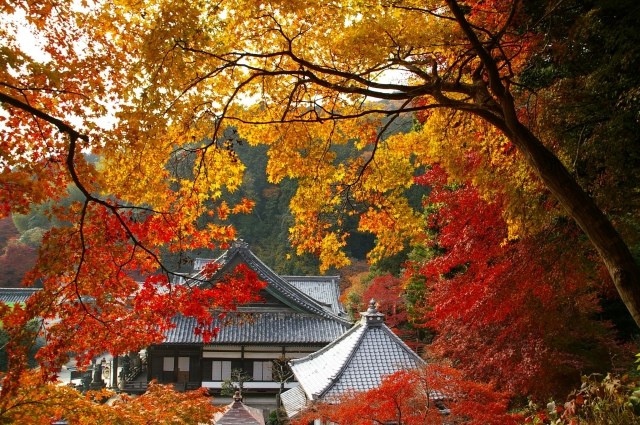 【紅葉・見ごろ】柳谷観音 楊谷寺
