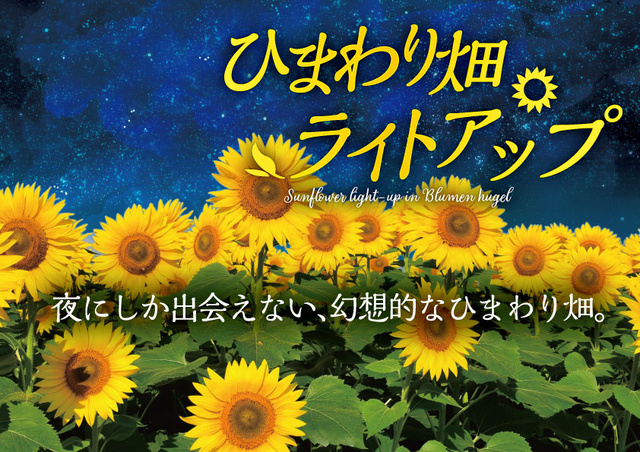 ひまわり畑ライトアップ＜中止となりました＞