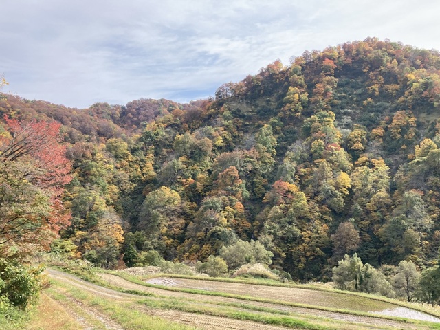 【紅葉・見ごろ】留守原の棚田