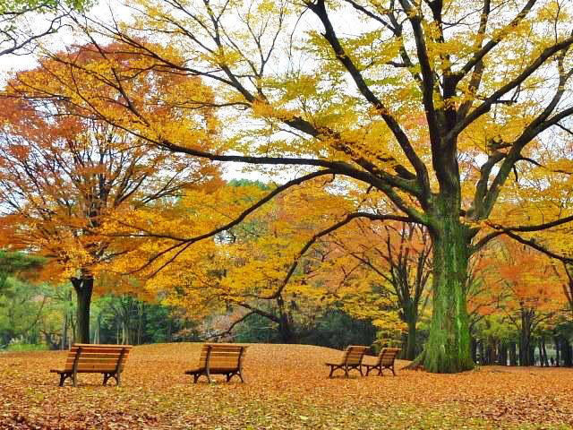 【紅葉・見ごろ】代々木公園