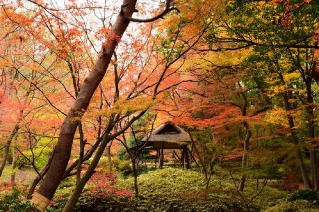 【紅葉・見ごろ】六義園