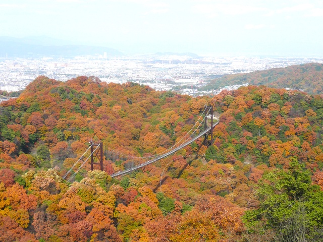 【紅葉・見ごろ】大阪府民の森　ほしだ園地