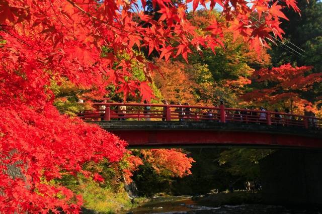 【紅葉・見ごろ】中野もみじ山