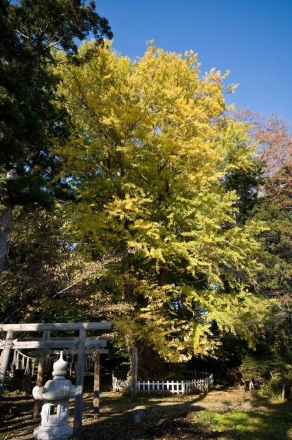 【紅葉・見ごろ】根岸の大いちょう