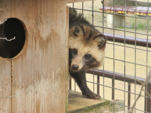 長寿動物お祝い会