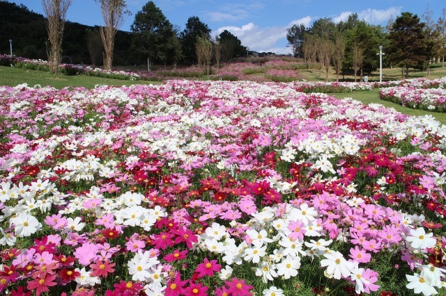 公園ボランティアとゆく フラワーガイドツアー